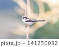 【エナガ】公園の木の枝に止めるエナガ 【エナガ】公園の木の枝に止めるエナガ 141250032
