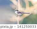 【エナガ】公園の木の枝に止めるエナガ 【エナガ】公園の木の枝に止めるエナガ 141250033