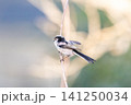 【エナガ】公園の木の枝に止めるエナガ 【エナガ】公園の木の枝に止めるエナガ 141250034