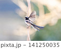 【エナガ】公園の木の枝に止めるエナガ 【エナガ】公園の木の枝に止めるエナガ 141250035
