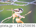 【エナガ】公園の木の枝に止めるエナガ 【エナガ】公園の木の枝に止めるエナガ 141250036
