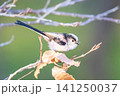 【エナガ】公園の木の枝に止めるエナガ 【エナガ】公園の木の枝に止めるエナガ 141250037