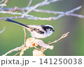 【エナガ】公園の木の枝に止めるエナガ 【エナガ】公園の木の枝に止めるエナガ 141250038