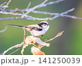【エナガ】公園の木の枝に止めるエナガ 【エナガ】公園の木の枝に止めるエナガ 141250039