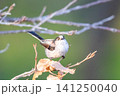 【エナガ】公園の木の枝に止めるエナガ 【エナガ】公園の木の枝に止めるエナガ 141250040