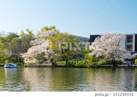 東京・石神井公園 満開の桜 東京・石神井公園 満開の桜 141250332