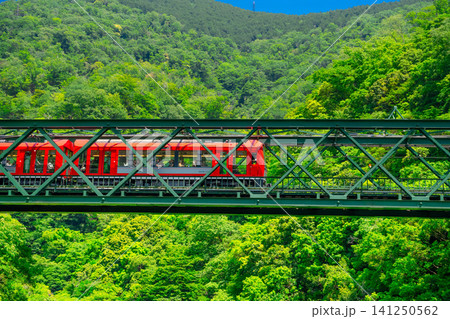 新緑の早川橋梁を渡る箱根登山鉄道・3100形 新緑の早川橋梁を渡る箱根登山鉄道・3100形 141250562