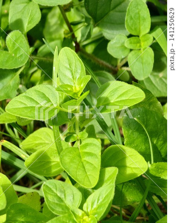 Young Common Oregano Shoot with Opposite Green Leaves Young Common Oregano Shoot with Opposite Green Leaves 141250629