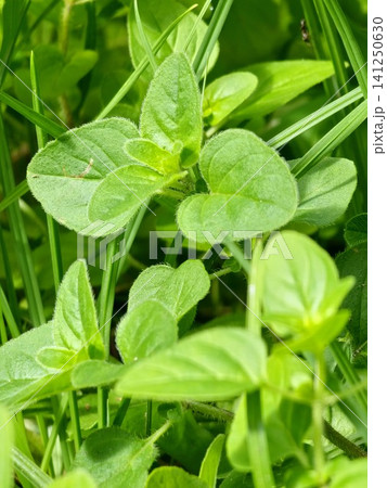 Macro Detail of Soft Hairy Leaves on Common Oregano Plant Macro Detail of Soft Hairy Leaves on Common Oregano Plant 141250630