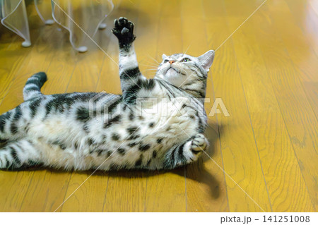 紐を捕まえようと前足を伸ばすアメリカンショートヘアの猫 紐を捕まえようと前足を伸ばすアメリカンショートヘアの猫 141251008