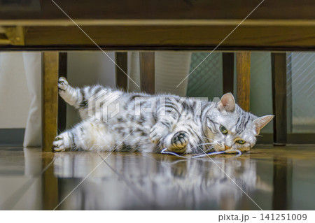 床の上でリラックスして遊ぶアメリカンショートヘアの猫 141251009