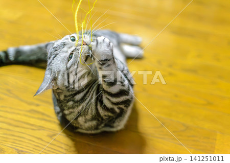 紐のおもちゃで激しく遊ぶアメリカンショートヘアの猫 紐のおもちゃで激しく遊ぶアメリカンショートヘアの猫 141251011