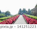 大宮花の丘公苑の赤く染まったコキア 141251223