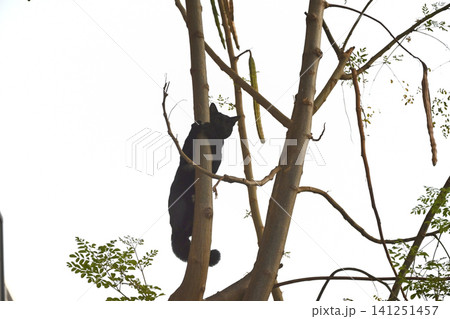 Black cat tree branch animal nature black cat climbing tree branch natural outdoor scene with Black cat tree branch animal nature black cat climbing tree branch natural outdoor scene with 141251457