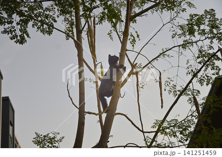 Cat tree branch silhouette sky, black cat climbing tree branch against bright sky urban setting Cat tree branch silhouette sky, black cat climbing tree branch against bright sky urban setting 141251459