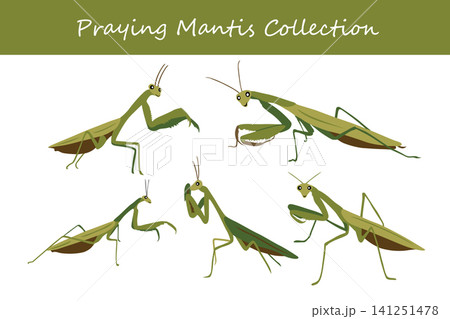 praying mantis collection. praying mantis in different poses praying mantis collection. praying mantis in different poses 141251478