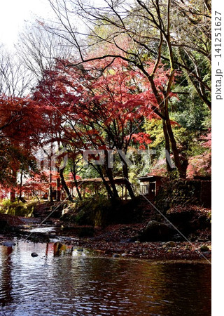 茨城県大子町 月待の滝(裏見の滝)からのもみじ苑紅葉 茨城県大子町 月待の滝(裏見の滝)からのもみじ苑紅葉 141251627