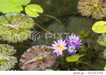 Purple and blue water lilies blooming in a tranquil pond surrounded by large speckled green lily pads. Honey bees pollinating the colorful flowers in a serene natural garden environment. Purple and blue water lilies blooming in a tranquil pond surrounded by large speckled green lily pads. Honey bees pollinating the colorful flowers in a serene natural garden environment. 141251701