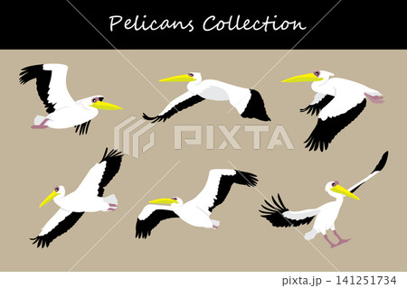 pelican collection. pelican in different poses pelican collection. pelican in different poses 141251734