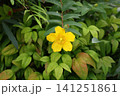 初夏を彩る鮮やかな黄色！タイリンキンシバイ 141251861