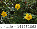 初夏を彩る鮮やかな黄色！タイリンキンシバイ 141251862