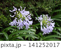 雨上がりに輝く「愛の花」アガパンサス 141252017