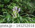 雨上がりに輝く「愛の花」アガパンサス 141252018