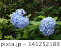 みずいろの季節のあじあい 141252189