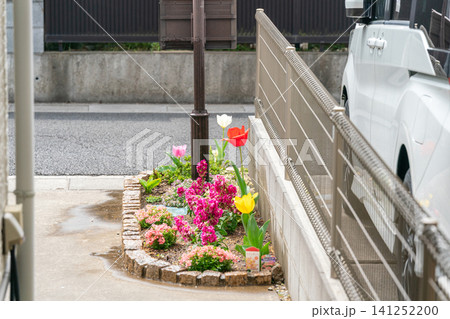 郊外の住宅の駐車場脇花壇にチューリップとネメシアとプリムラが咲く 郊外の住宅の駐車場脇花壇にチューリップとネメシアとプリムラが咲く 141252200