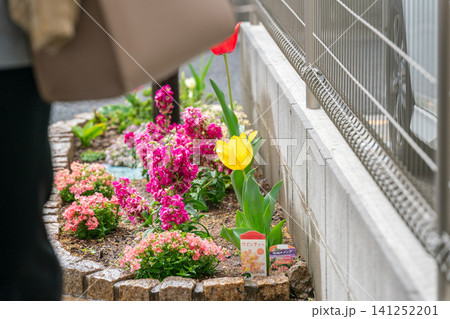 住宅駐車場脇の花壇の赤と黄のチューリップとネメシアとプリムラ 住宅駐車場脇の花壇の赤と黄のチューリップとネメシアとプリムラ 141252201
