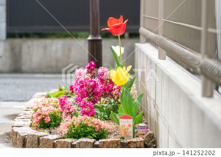 住宅花壇の赤いチューリップと黄色いチューリップとネメシアの春 住宅花壇の赤いチューリップと黄色いチューリップとネメシアの春 141252202