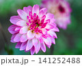 ピンクと白の美しいダリア 141252488