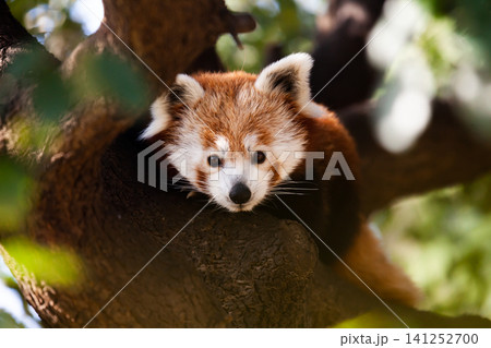 Wild red panda sitting on tree branch in the park Wild red panda sitting on tree branch in the park 141252700