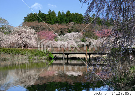 ロマンチック茨城(色とりどりの桜、約500本が迎えてくれる。)石岡市、常陸風土記の丘公園 ロマンチック茨城(色とりどりの桜、約500本が迎えてくれる。)石岡市、常陸風土記の丘公園 141252856