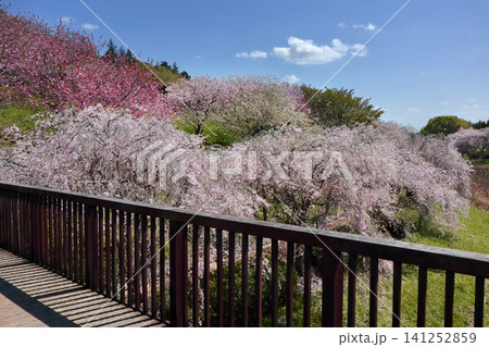 ロマンチック茨城(青空に向かって満開の桜が光る。県内人気の名所。)石岡市、常陸風土記の丘公園 ロマンチック茨城(青空に向かって満開の桜が光る。県内人気の名所。)石岡市、常陸風土記の丘公園 141252859