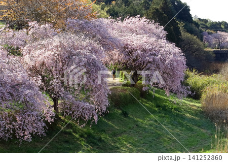ロマンチック茨城(早朝、こぼれ落ちそうな桜並木を散歩する。)石岡市、常陸風土記の丘公園 ロマンチック茨城(早朝、こぼれ落ちそうな桜並木を散歩する。)石岡市、常陸風土記の丘公園 141252860