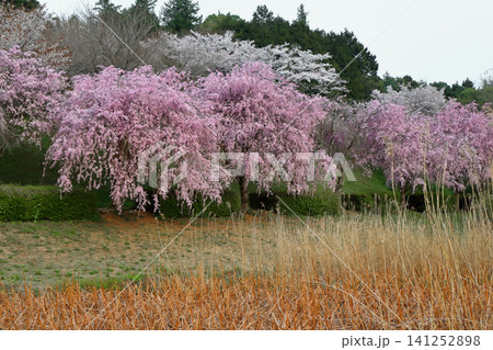 ロマンチック茨城(常陸風土記の丘公園の桜は関東で三番に入る程、見事だ。)石岡市、常陸風土記の丘公園 ロマンチック茨城(常陸風土記の丘公園の桜は関東で三番に入る程、見事だ。)石岡市、常陸風土記の丘公園 141252898