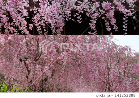 ロマンチック茨城(まるで和屛風のような桜景色、見事な枝垂れ桜だ。)石岡市、風土記の丘公園 ロマンチック茨城(まるで和屛風のような桜景色、見事な枝垂れ桜だ。)石岡市、風土記の丘公園 141252899