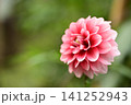 美しく綺麗なダリア 141252943