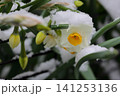 雪景色 141253136