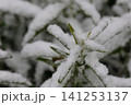 雪景色 141253137