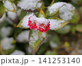 雪景色 141253140