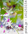white and purple Dendrobium orchids blooming in a natural garden. The vibrant flowers showcase the beauty of tropical orchids, making this image ideal for floral design 141253154