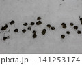 雪模様 141253174