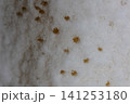 雪模様 141253180