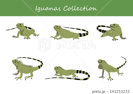 iguana collection. iguana in different poses iguana collection. iguana in different poses 141253233