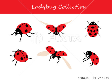 ladybug collection. ladybug in different poses ladybug collection. ladybug in different poses 141253239