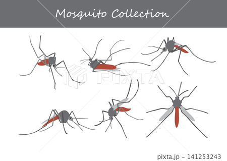 mosquito collection. mosquito in different poses 141253243