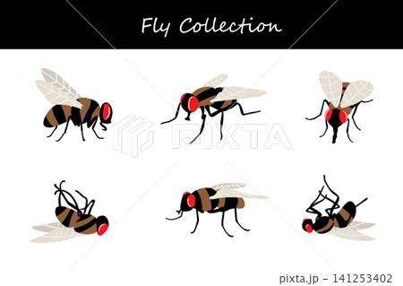 fly collection. fly in different poses 141253402