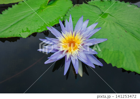 Hong Kong June 27 2026 Purple lotus water lily bloom Hong Kong June 27 2026 Purple lotus water lily bloom 141253472
